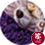 Royal purple marble used to display sea shells